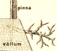 cervus (72,4) nach A.v.Campen, Tab. XIII